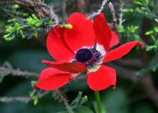 Anemone-34.jpg